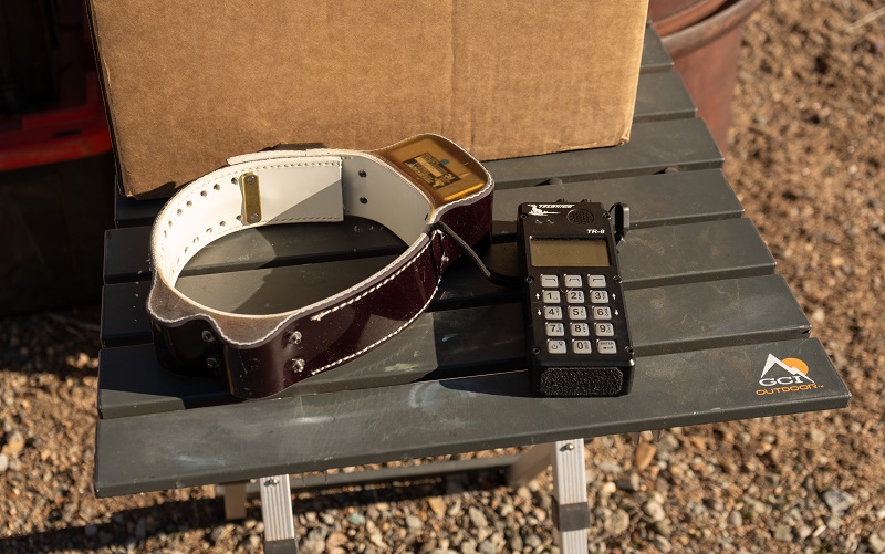 A close-up look at a satellite tracking collar.