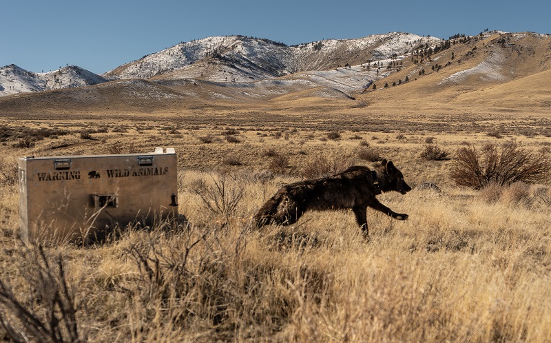 A gray wolf is released back into the wild after its capture and collaring.