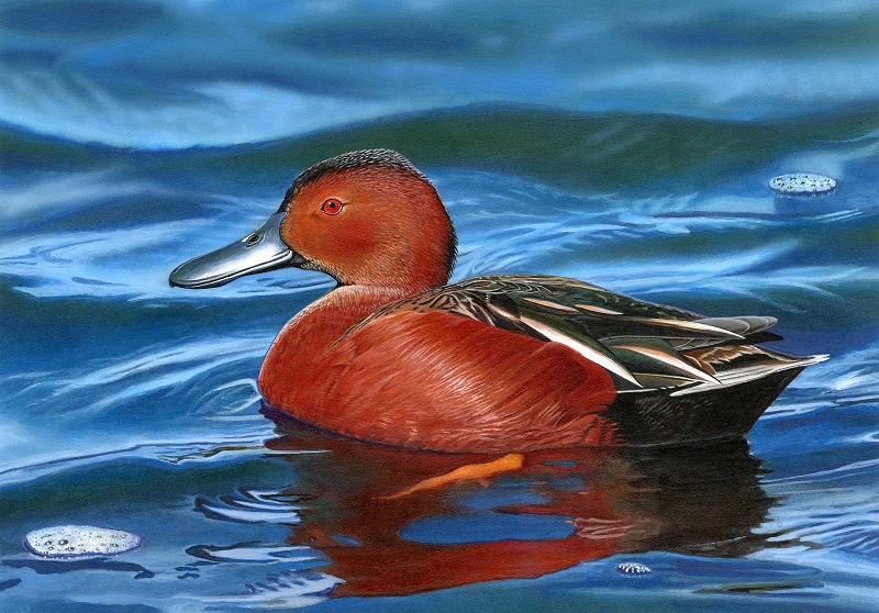 First-place winner of the 2025 Duck Stamp Art Contest: Cinnamon teal painting