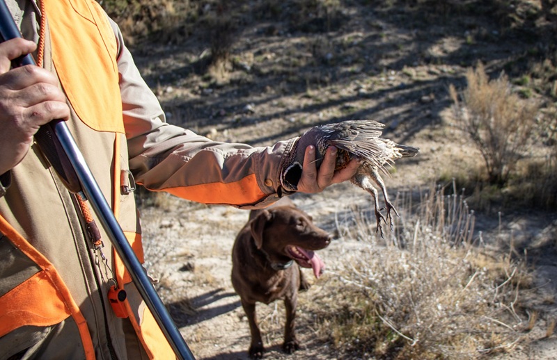An upland bird hunter holds a male California quail along with his shotgun. A chocolate Lab stands in the background.