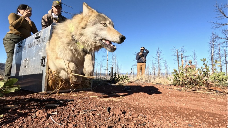 CDFW News CDFW Captures And Collars 5 Gray Wolves In Northern California cdfw-news-cdfw-captures-and-collars-5-gray-wolves-in-northern-california
