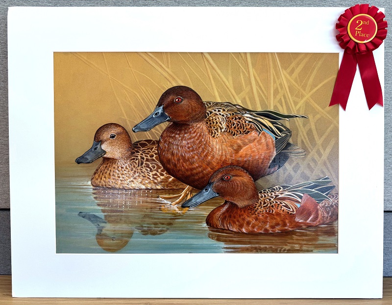 Second-place winner of the 2025 Duck Stamp Art Contest: Cinnamon teal painting