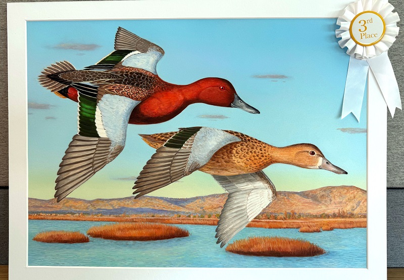 Third-place winner of the 2025 Duck Stamp Art Contest: Cinnamon teal painting