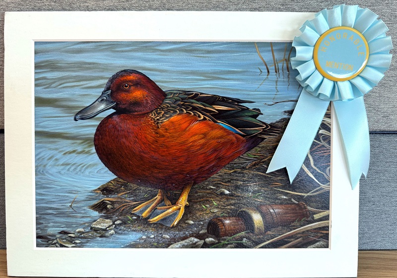 Fourth-place winner of the 2025 Duck Stamp Art Contest: Cinnamon teal painting