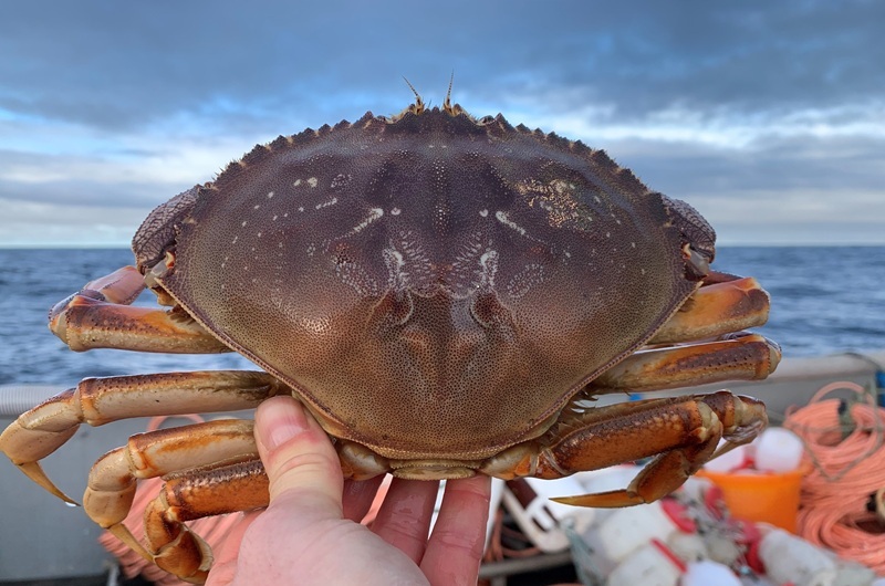 Close up image of a Dungeness crab.