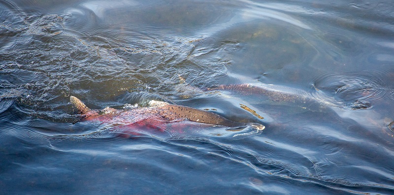 large red salmon swimming in shallow water