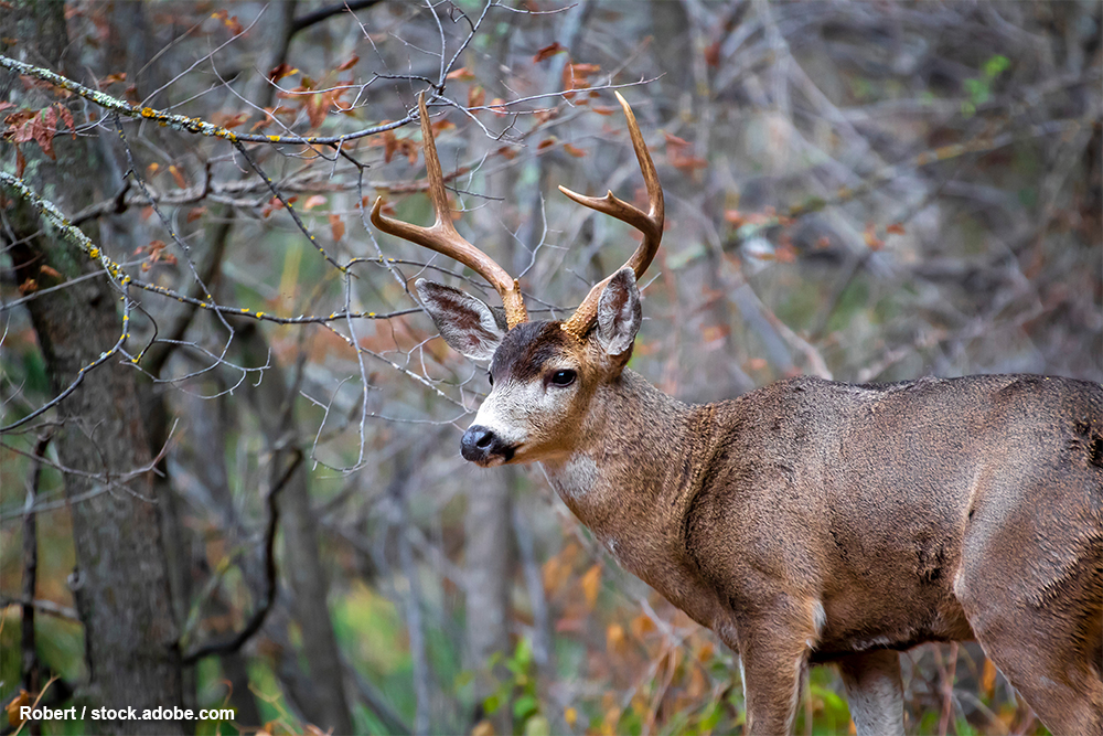 A lone mule deer buck stands amid trees.