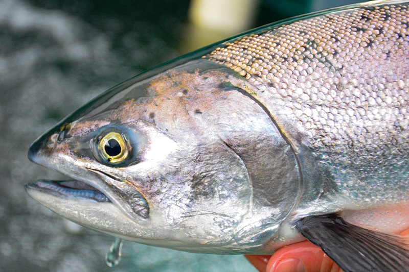 A close-up photo of an adult Chinook salmon in hand.