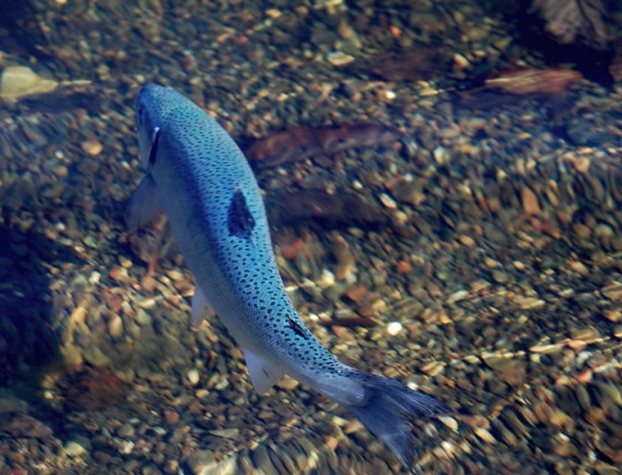 An adult Coho salmon swims in a coastal river.