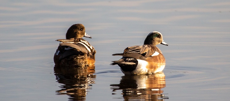 A pair of American wigeon at rest on the water.