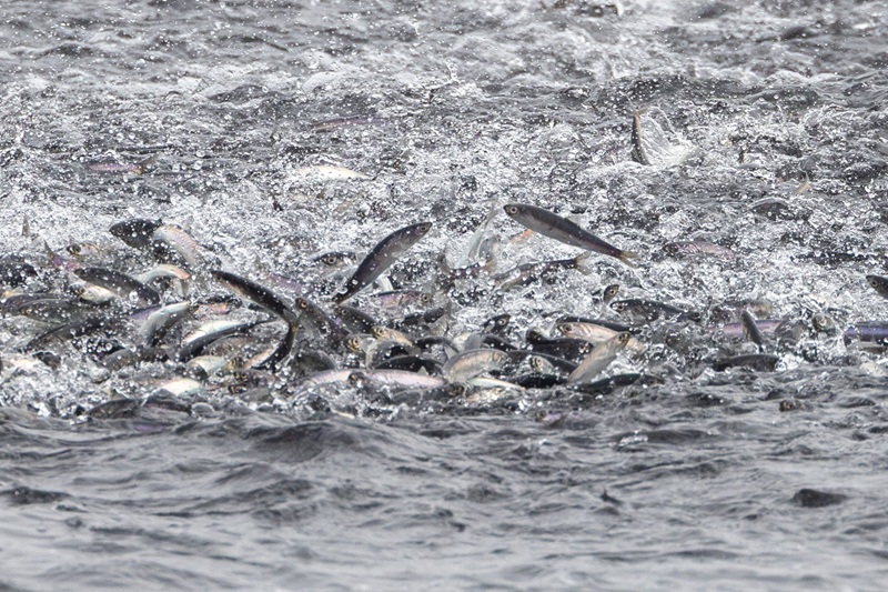 A baitball of anchovies breaks the ocean surface.