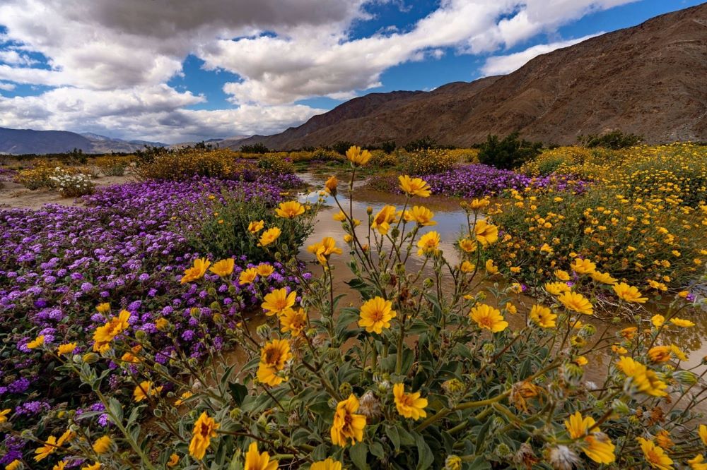 Wildflowers at Anza-Borrego Desert State Park