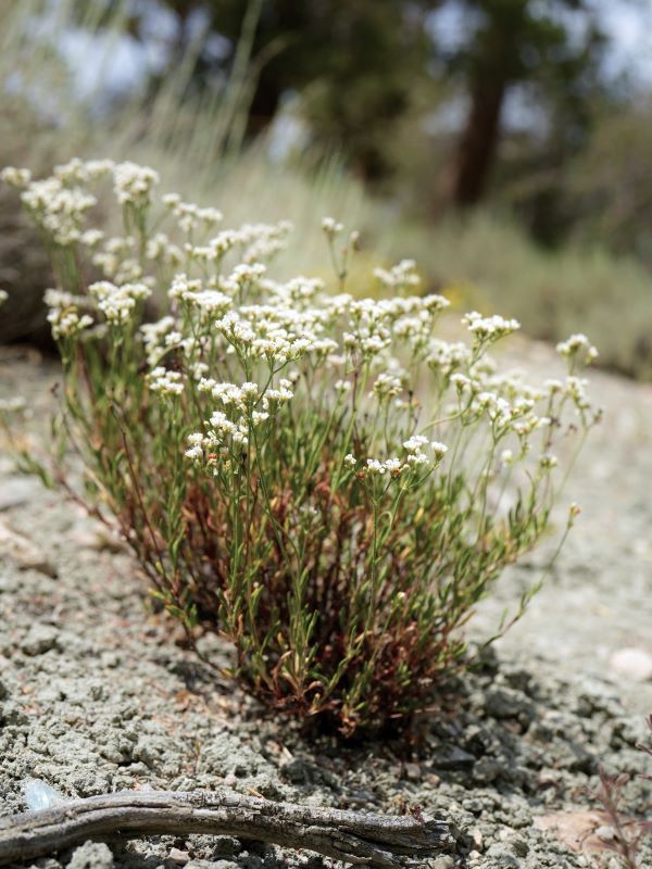 Plant with white flowers