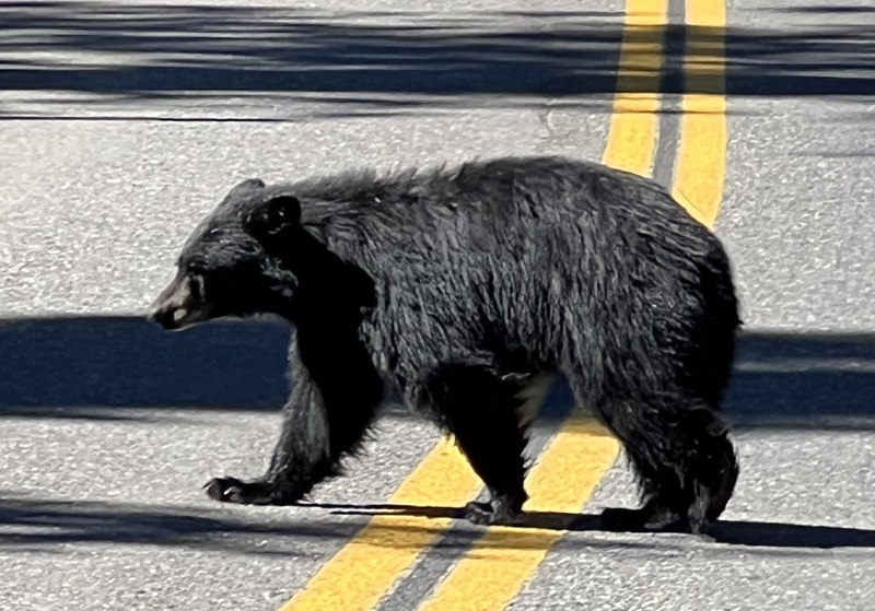 An adult black bear crosses a roadway in the Lake Tahoe Basin.