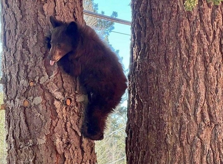 A bear cub climbs a Ponderosa pine.