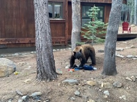 A black bear in the Lake Tahoe Basin sits atop and eats garbage outside of a residence.