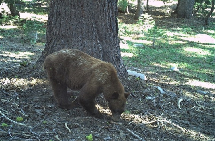 A Lake Tahoe Basin black bear forages for natural food in the forest.