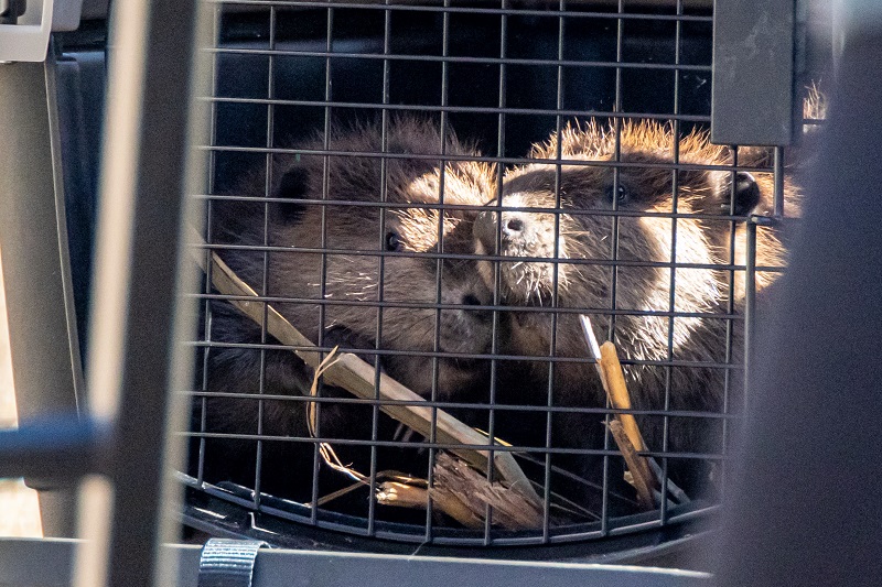 Two beavers await release back into the wild inside of a portable animal crate.