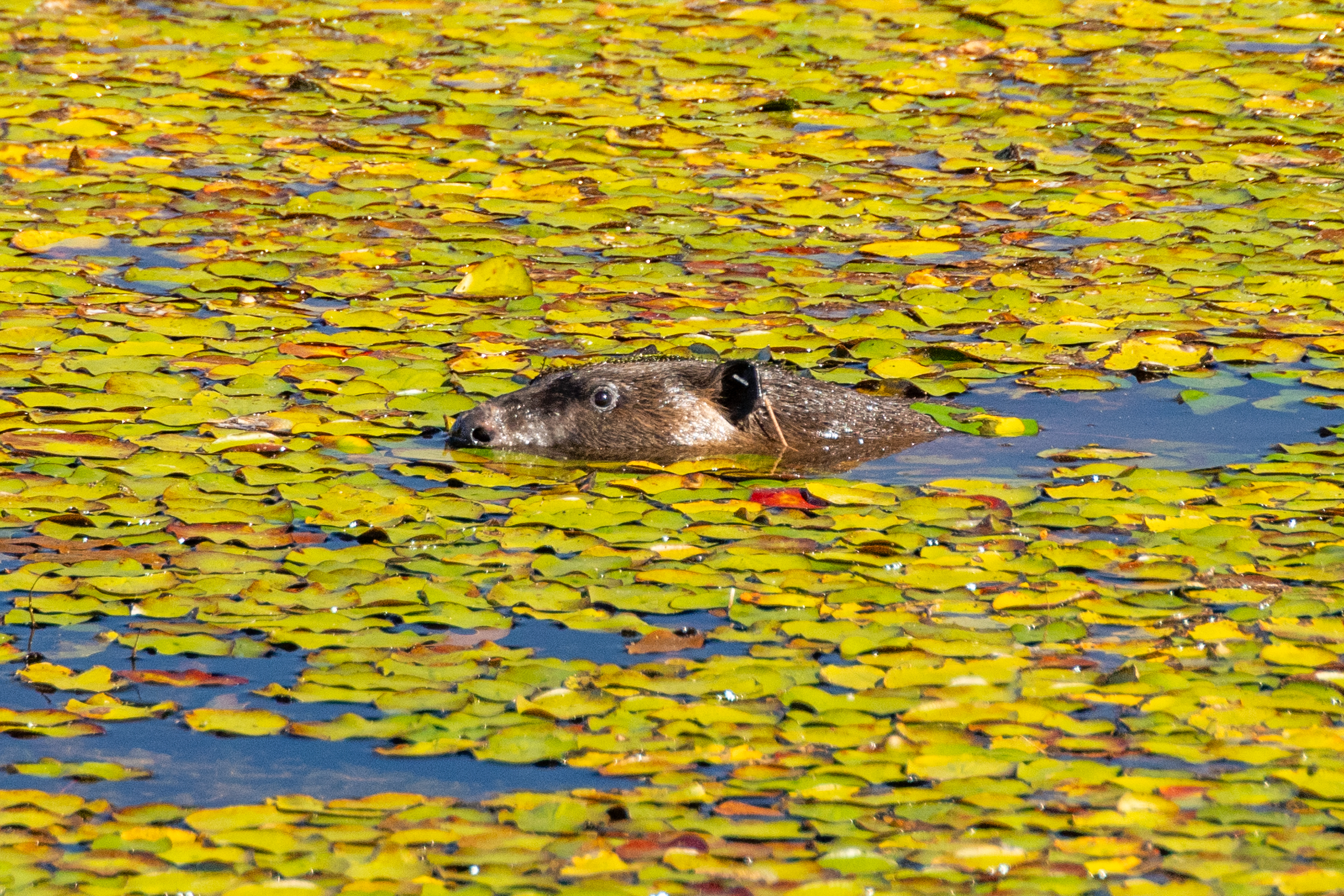 A newly released beaver swims amid yellowish plant vegetation. swims amid yellow leaves