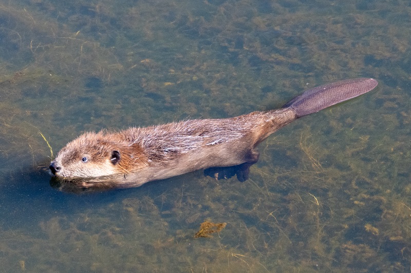 A newly released beaver swims away.