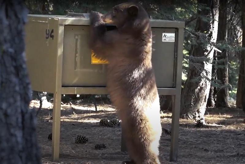 A black bear, standing on its hind legs, investigates a bear box in a Tahoe Basin campground looking for food.
