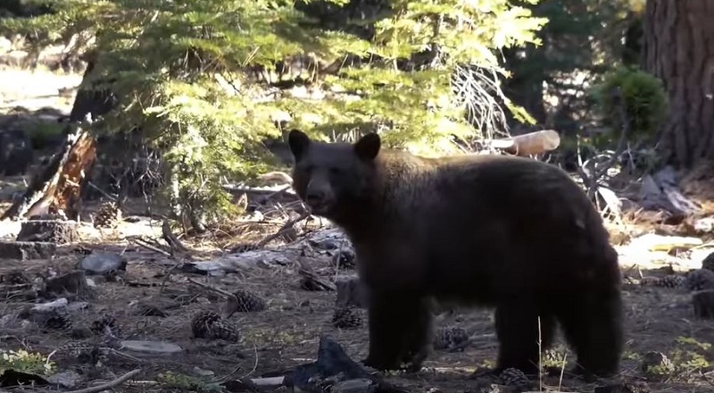 A black bear stands within forested habitat within the Lake Tahoe Basin.