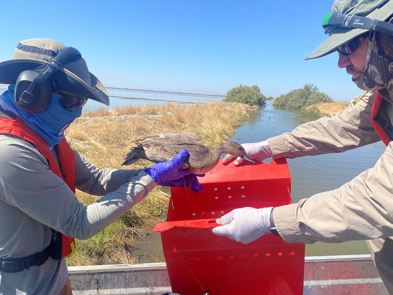 A northern pintail is collected for treatment and care at Tulare Lake.