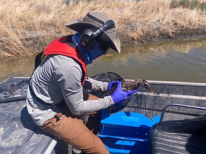 A female duck is collected from Tulare Lake and readied for treatment.