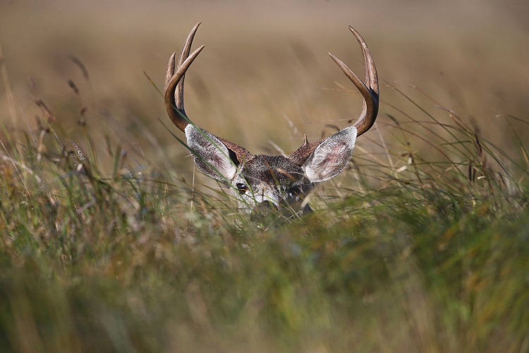 A buck deer's head and antlers are visible as it peeks out among heavy grass cover.