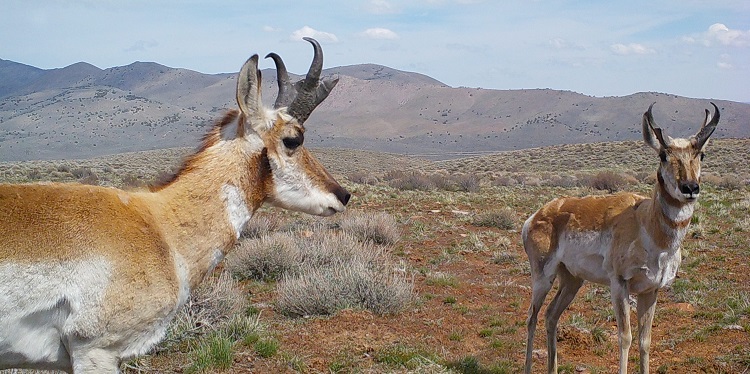 Two pronghorn antelope on the Californai landscape.