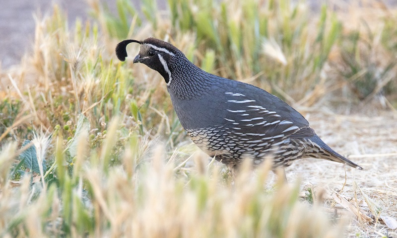 A male, California quail forages on the ground.