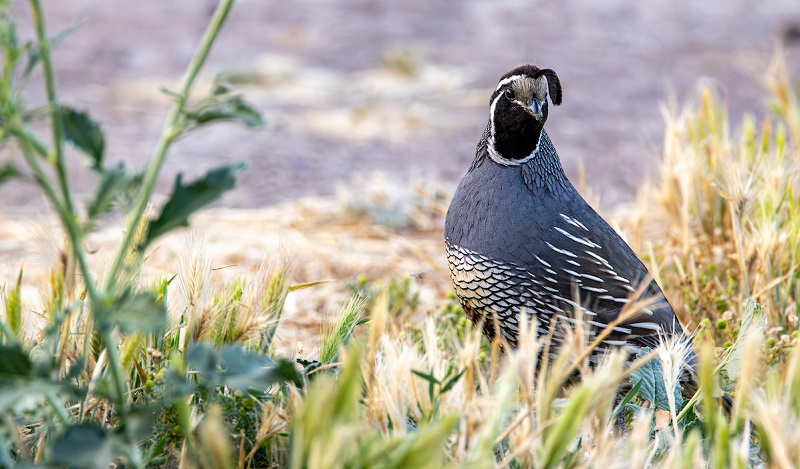 A male, California quail moves among the grasses on the ground.