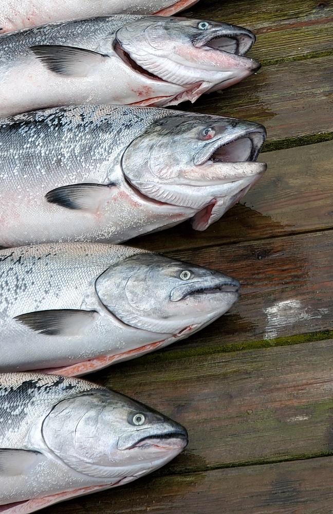 Close-up of Chinook salmon heads