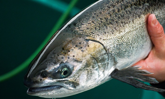 A close-up view of the head and front section of a Chinook salmon.