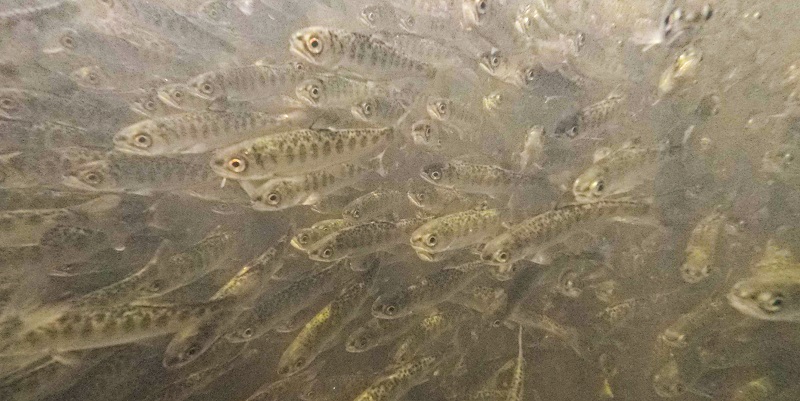 school of small silver fish