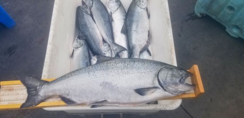 Chinook salmon on the deck.