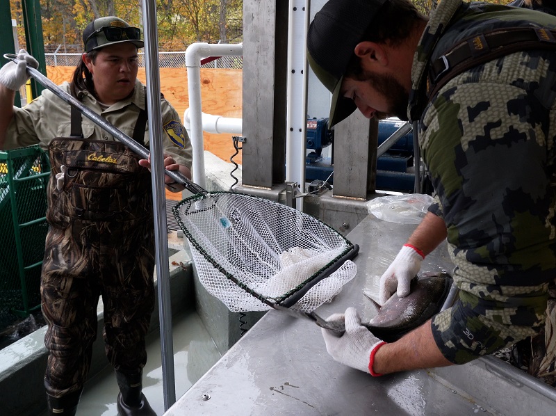 CDFW hatchery staff process returning coho salmon.