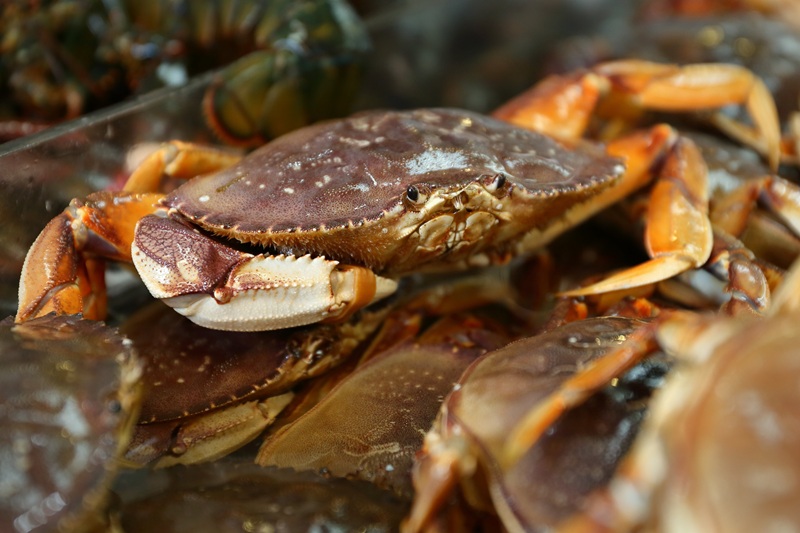 A close-up image of a Dungeness crab.