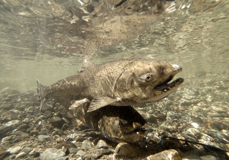Chinook salmon spawn in the Feather River.