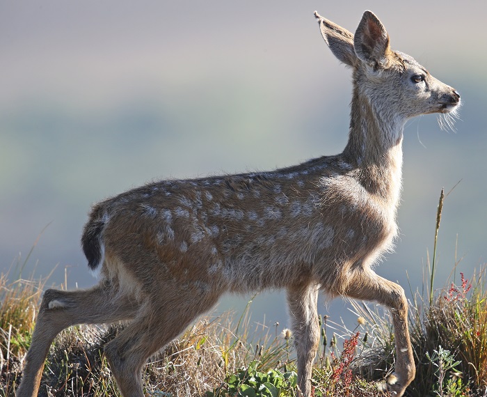 A young deer fawn climbs  over a rocky landscape to keep up with its mother and siblings.