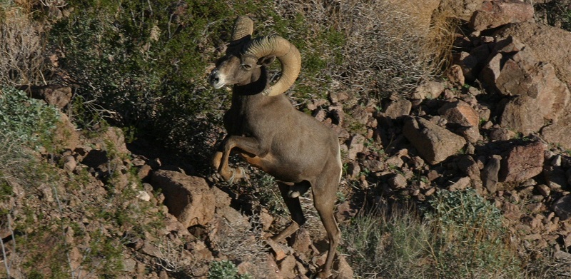 A desert bighorn ram climbs high in the steep rocky landscape of the Cady Mountains in San Bernardino County.