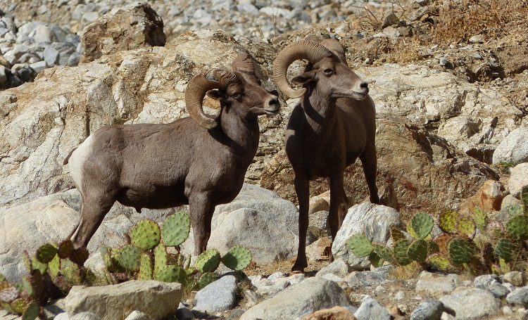A pair of mature desert bighorn sheep.