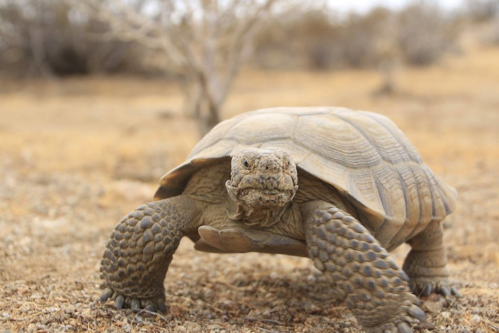 Mohave Desert Tortoise walking in natural habitat