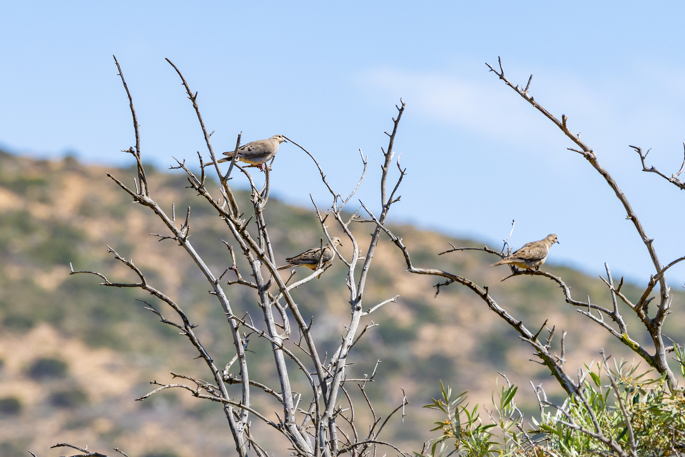 Several mourning doves perch in bare tree limbs.