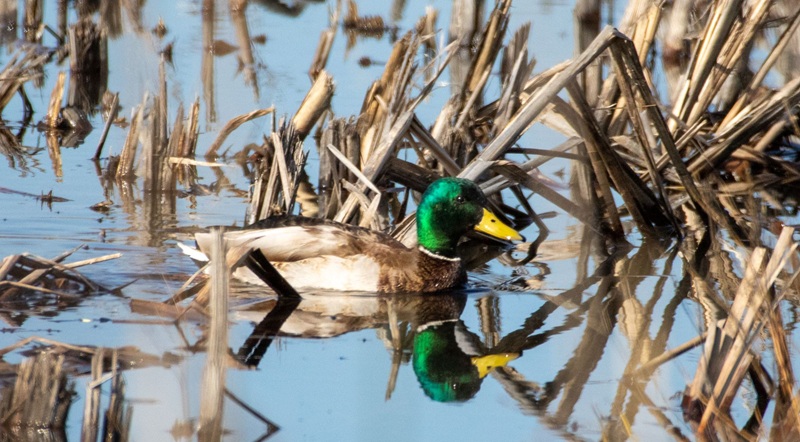 A drake mallard swims among wetland habitat in the Yolo Bypass Wildlife Area.