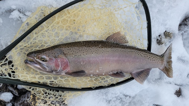 A freshly caught Eagle Lake rainbow trout.