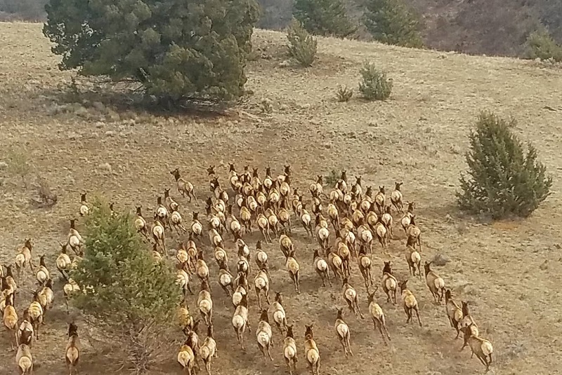 A herd of elk viewed from a helicopter window.