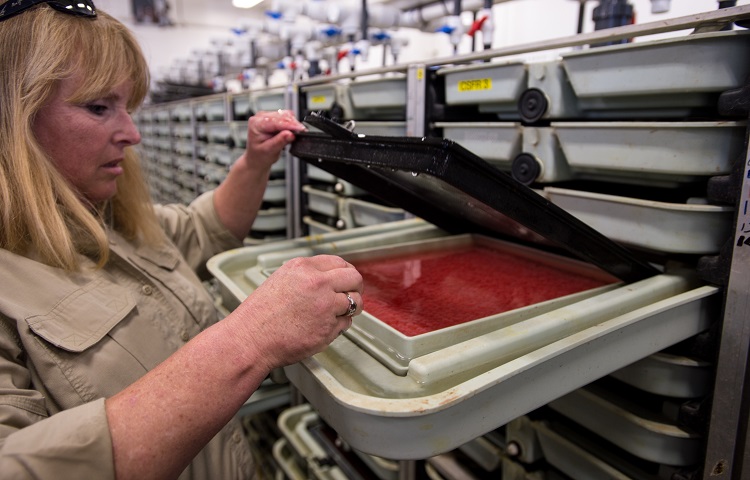 A Feather River Fish Hatchery employee checks trays of fertilized Chinook salmon eggs as they incubate within the hatchery.