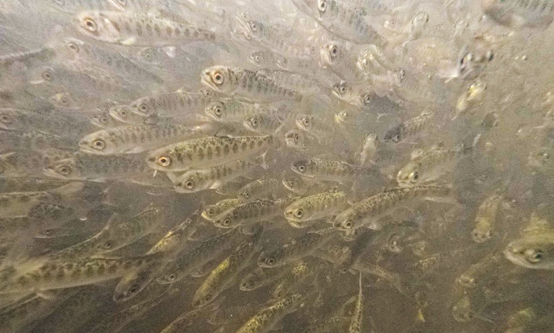 An underwater photo of fall-run Chinook salmon juveniles at the Fall Creek Fish Hatchery site in Siskiyou County.
