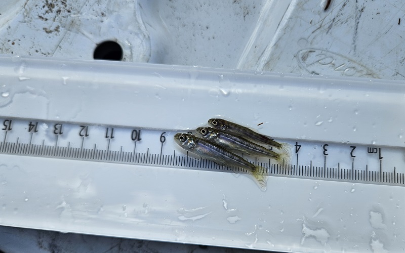 Three small spring-run Chinook salmon fry are measured.